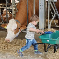 Kinder helfen im Stall