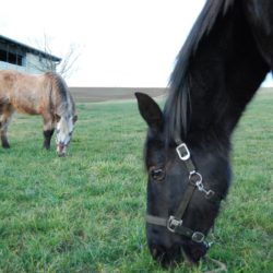 Fleur und Franzi